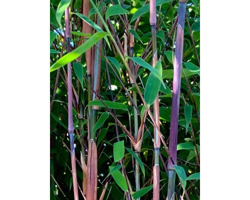 Bambus-Fargesia-violet-woods-