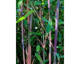 Bambus-Fargesia-violet-woods-
