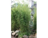 Fargesia Obelisk ®