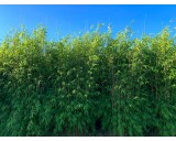 Bambus-Fargesia-violet-woods-