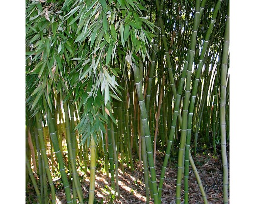 Bambus Phyllostachys Dulcis