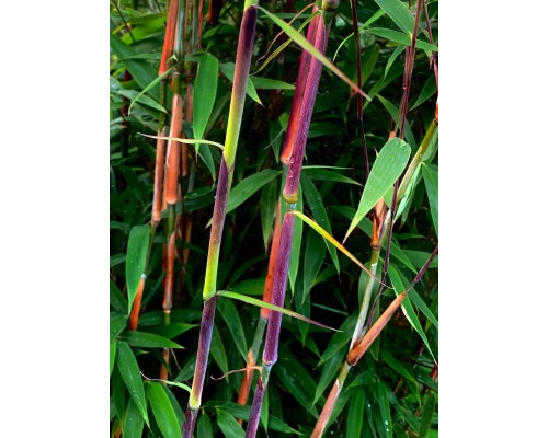 Bambus-Fargesia-violet-woods-