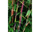 Bambus-Fargesia-violet-woods-