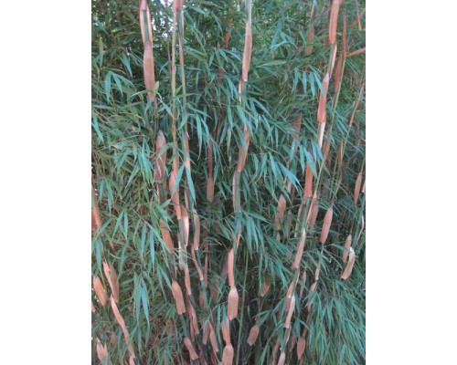 Bambus Fargesia sp. 'Scabrida