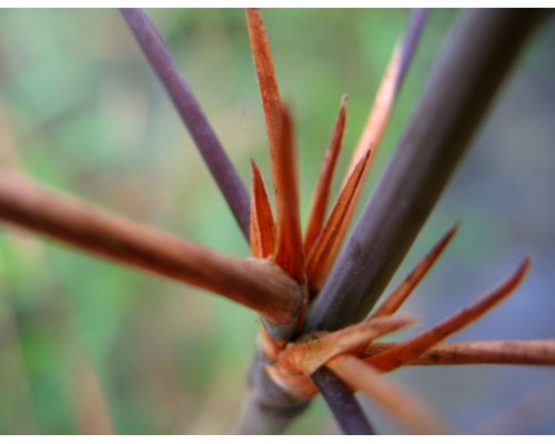 Bambus Fargesia sp. 'Scabrida