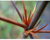 Bambus Fargesia sp. 'Scabrida