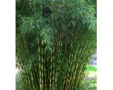 Bambus Fargesia robusta 'Campbell'