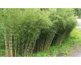 Bambus Fargesia robusta 'Campbell'