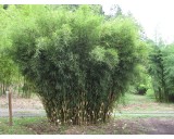 Bambus Fargesia robusta 'Campbell'