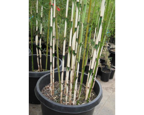 Bambus Fargesia robusta 'Campbell'