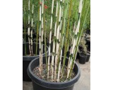 Bambus Fargesia robusta 'Campbell'