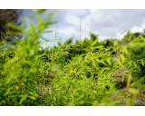 Bambus-Fargesia-violet-woods-