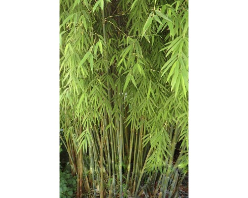 Fargesia (Borinda) yulongshanensis Linder