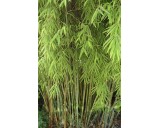 Fargesia (Borinda) yulongshanensis Linder