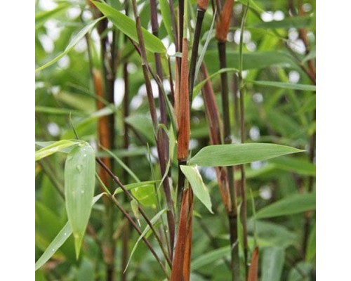 Bamabus Fargesia Nitida Pillar