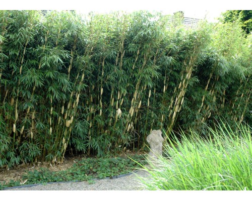Fargesia robusta 'Pingwu'