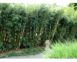 Fargesia robusta 'Pingwu'