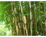 Fargesia robusta 'Pingwu'