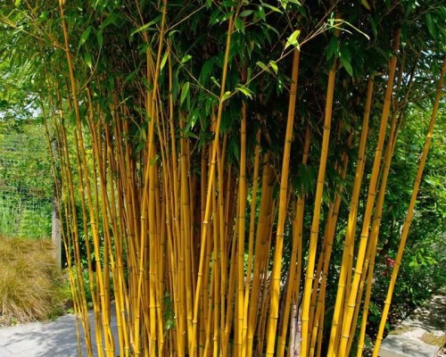 Bambus Phyllostachys vivax Aureocaulis