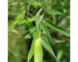 Bambus Phyllostachys Bissetii