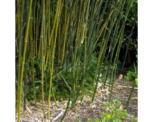 Bambus Phyllostachys Bissetii