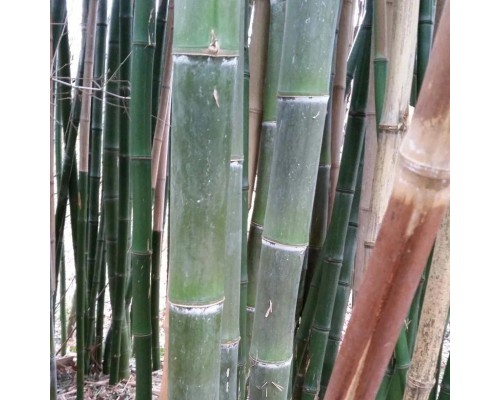 Phyllostachys Parvifolia