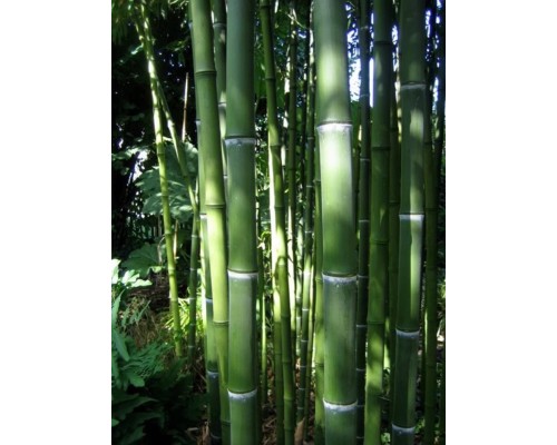Phyllostachys Atrovaginata